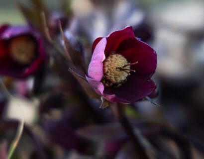 Helleborus VIV ‘Halina’ - Nieskruid