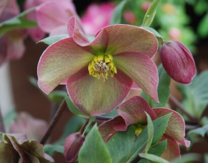 Helleborus orientalis HGC ‘Early Rose’ - Kerstroos, nieskruid