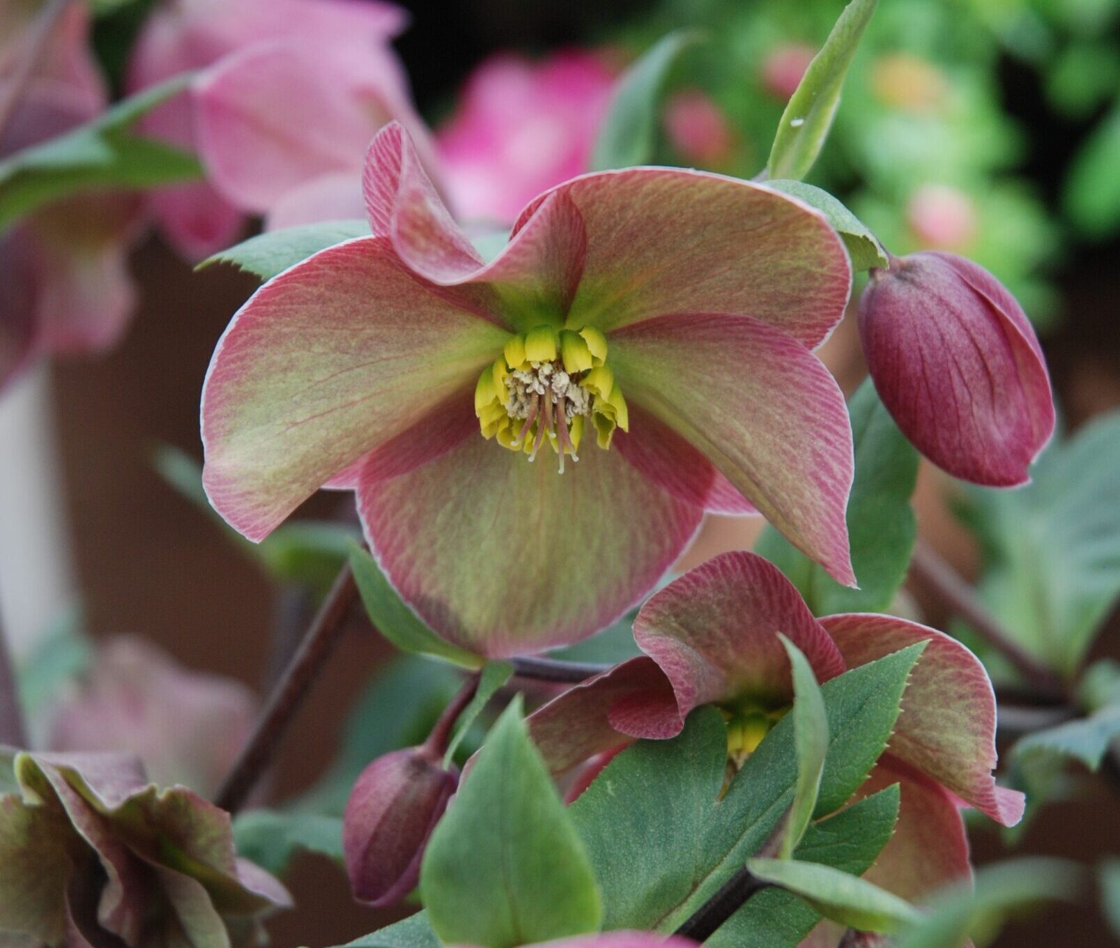 Helleborus orientalis HGC ‘Early Rose’ - Kerstroos, nieskruid
