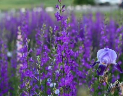 Salvia jamensis ‘Violette de Loire’ - Salie