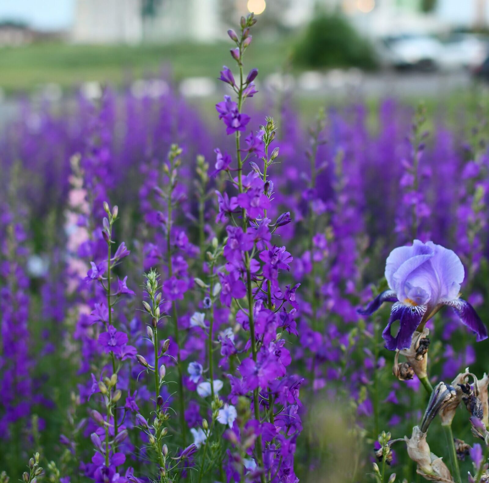 Salvia jamensis ‘Violette de Loire’ - Salie