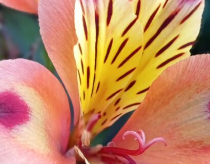 Alstroemeria ‘Incalys Salmon’ - Incalelie