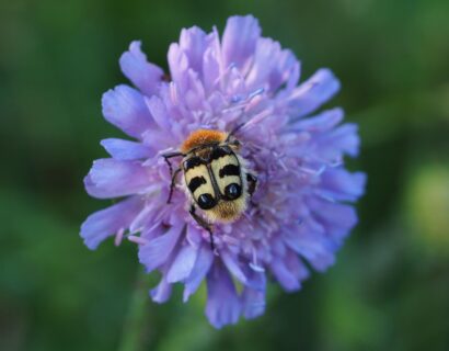 Succisa Pratensis - Blauwe knoop