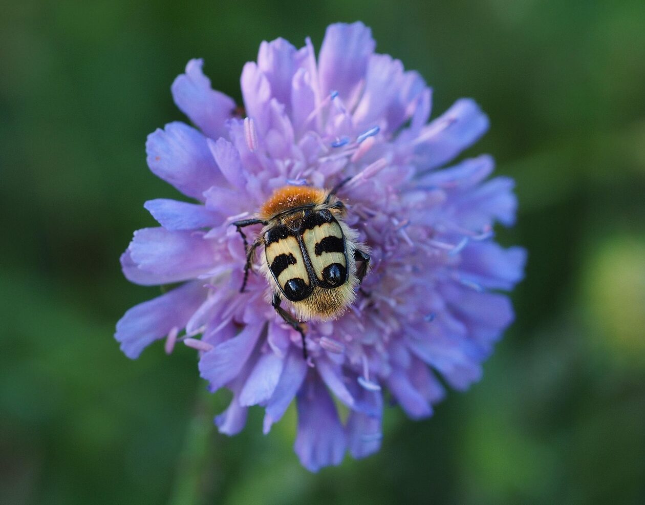 Succisa Pratensis - Blauwe knoop