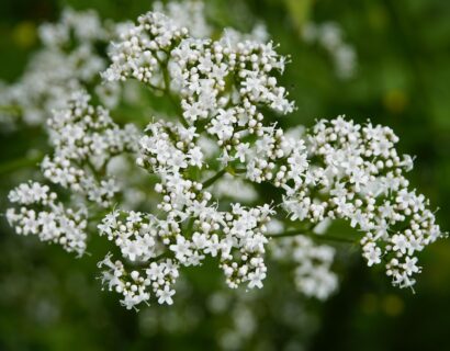 Valeriana Officinalis - Echte Valeriaan