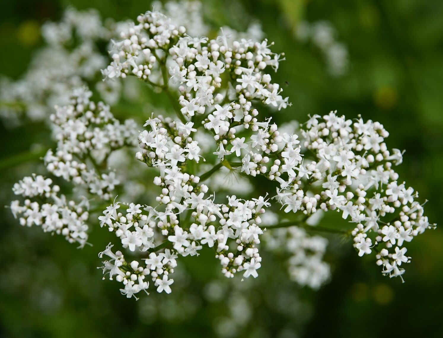 Valeriana Officinalis - Echte Valeriaan