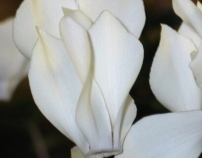 Cyclamen coum ‘Album’ - Cyclaam / alpenviooltje