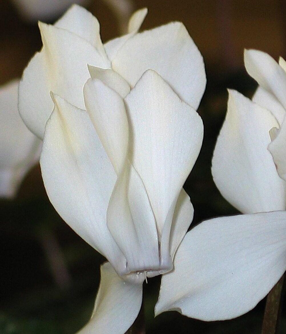 Cyclamen coum ‘Album’ - Cyclaam / alpenviooltje