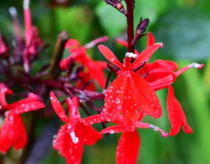 Lobelia speciosa ‘Starship Deep Rose’ - Lobélie
