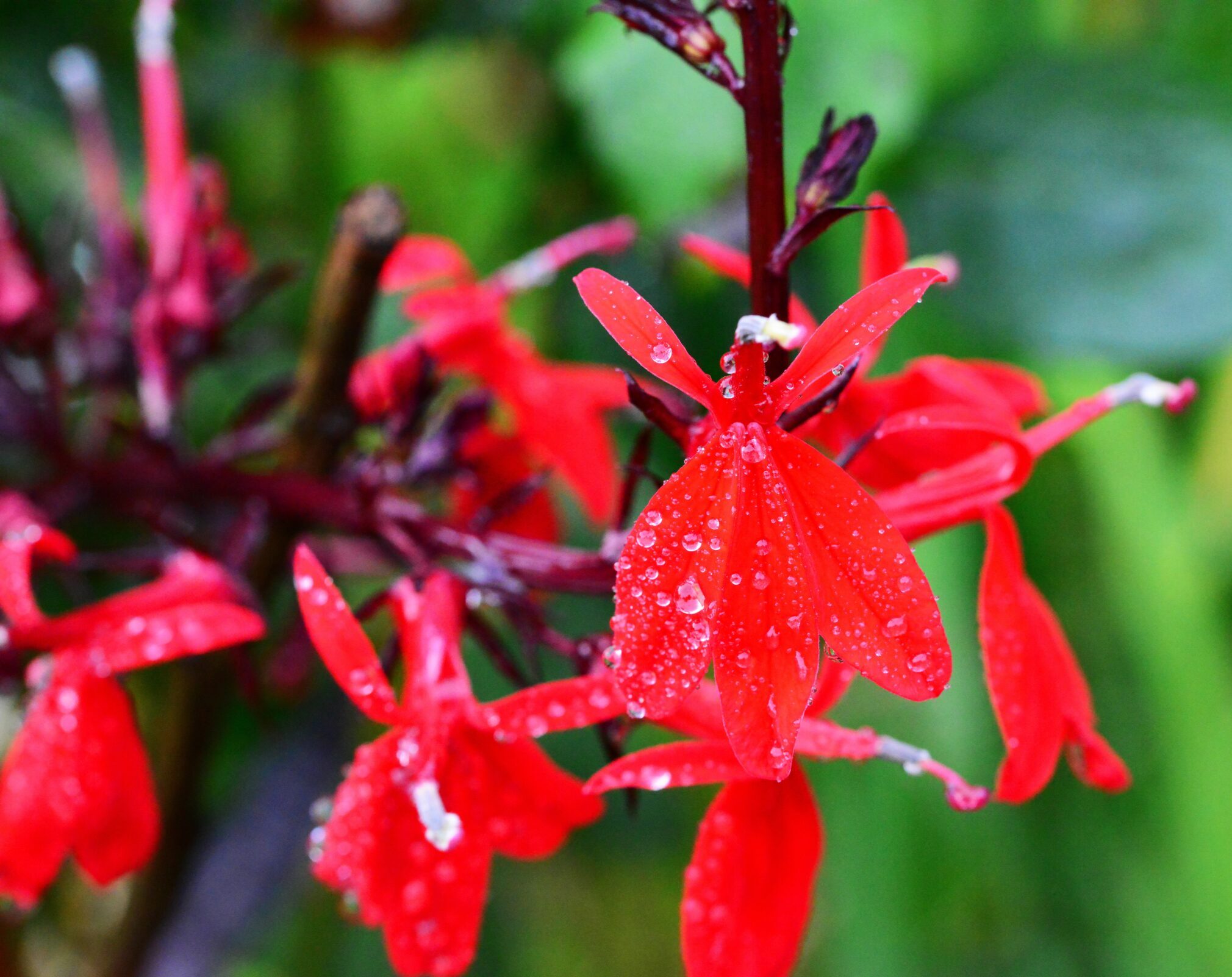 Lobelia speciosa ‘Starship Deep Rose’ - Lobélie