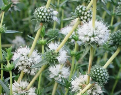Mentha Cervina - Munt