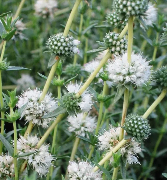 Mentha Cervina - Munt