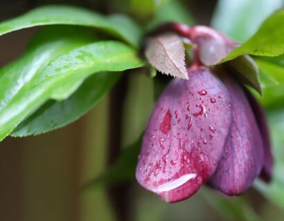 Helleborus orientalis ‘Pretty Ellen Red’ - helleborus