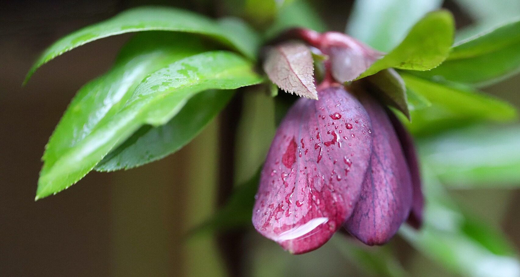 Helleborus orientalis ‘Pretty Ellen Red’ - helleborus