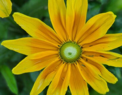 Rudbeckia Sunbeckia opheillia - Zonenhoed