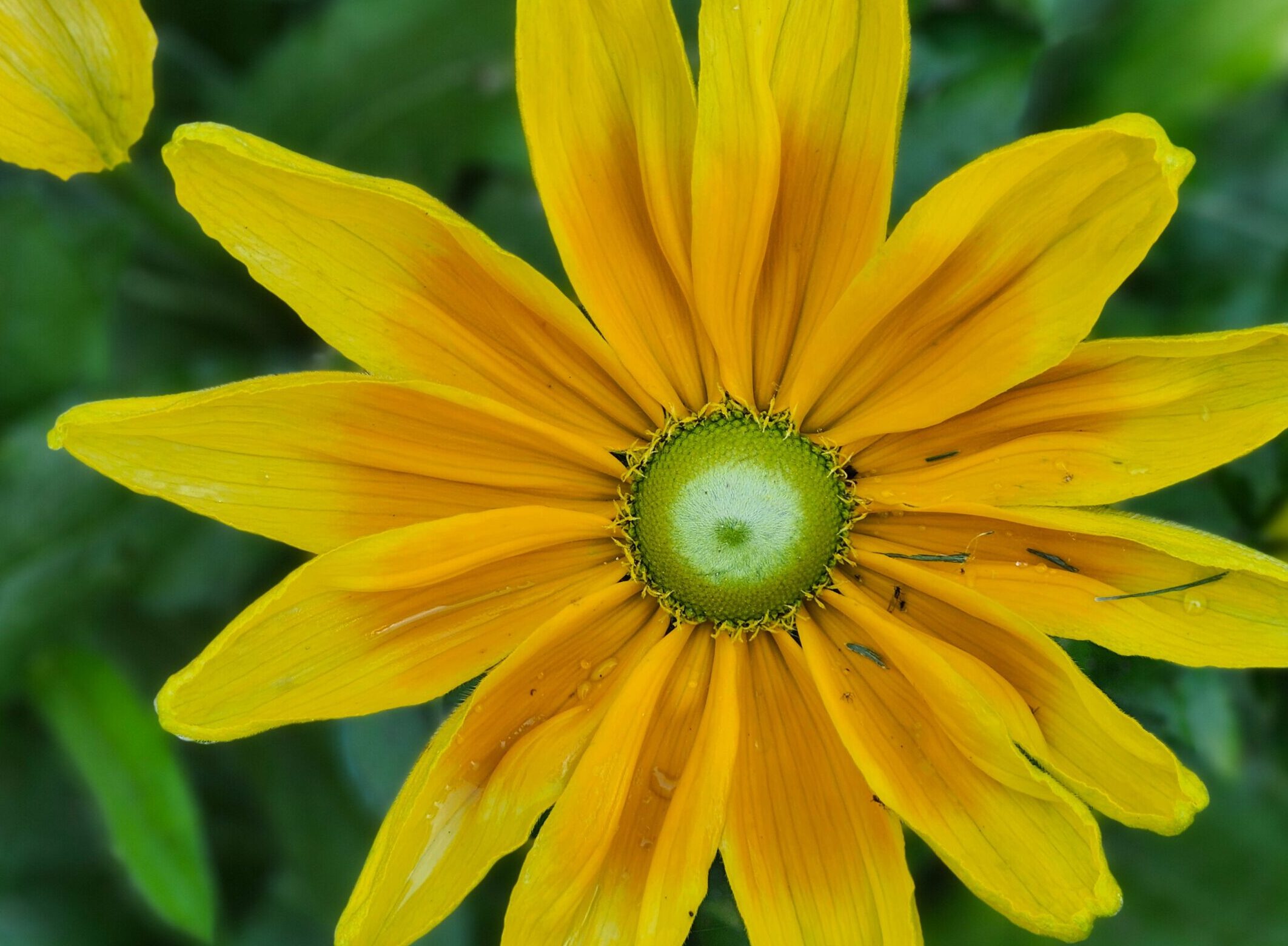 Rudbeckia Sunbeckia opheillia - Zonenhoed