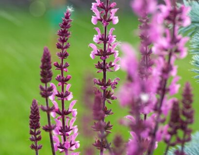 Salvia Feathers Flamingo - Salie