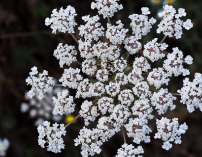 Pimpinella major - Grote Bevernel