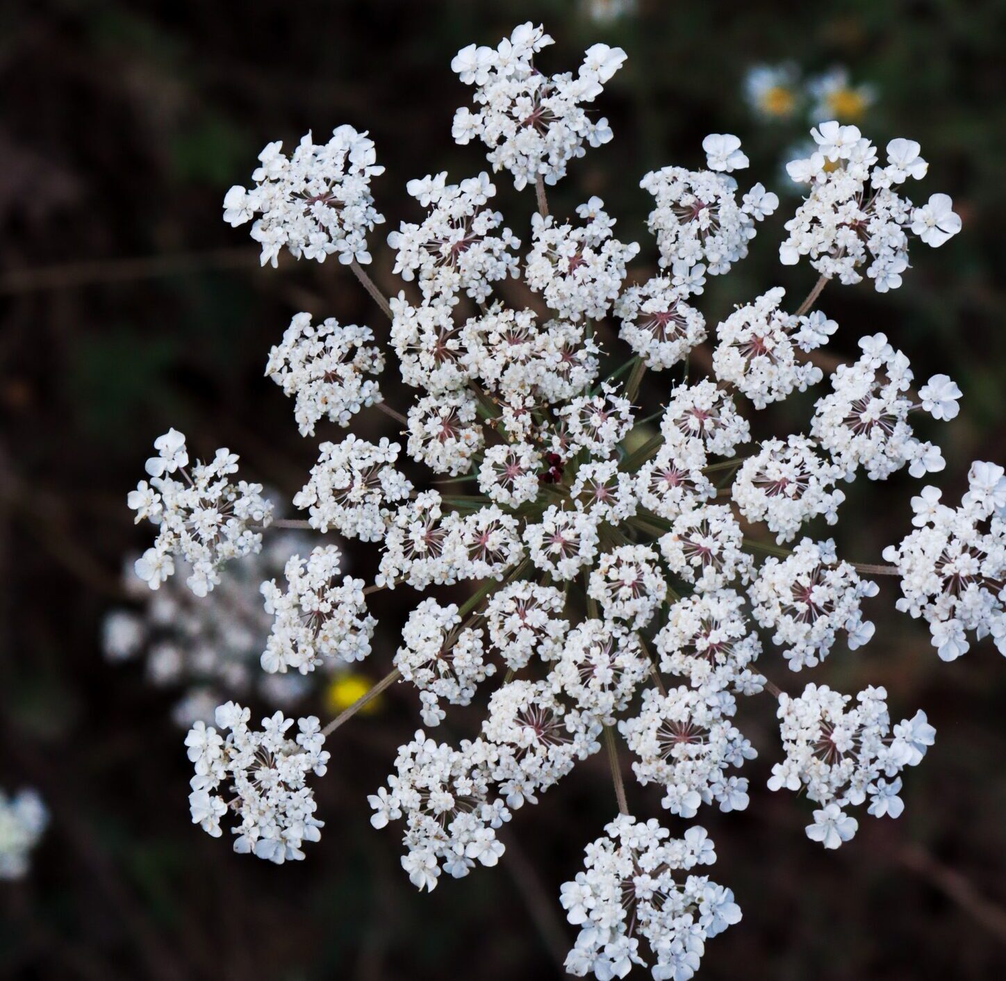 Pimpinella major - Grote Bevernel