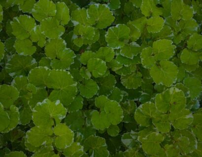 Glechoma Hederacea - Hondsdraf