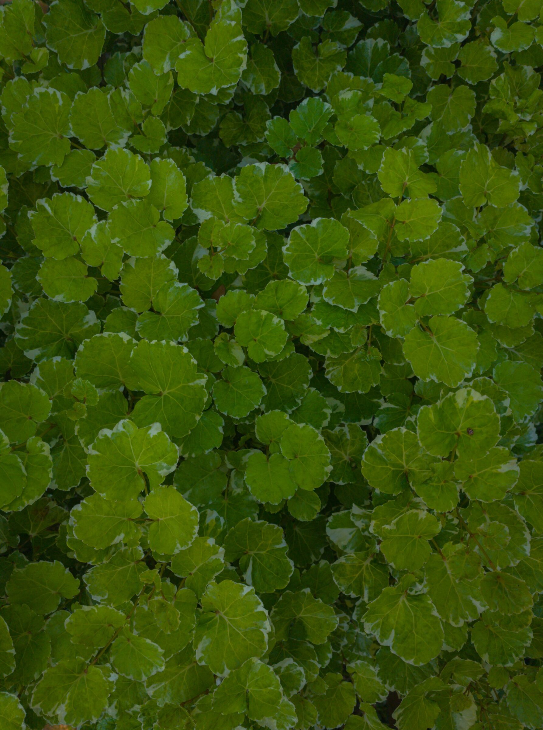 Glechoma Hederacea - Hondsdraf