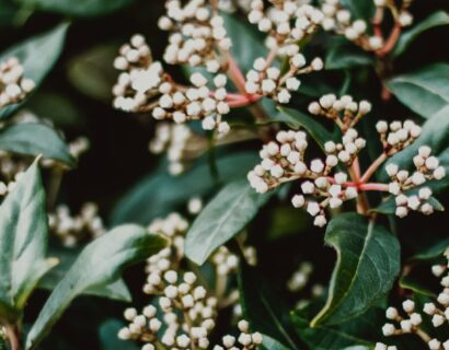 Viburnum Tinus bolvorm - Sneeuwbal