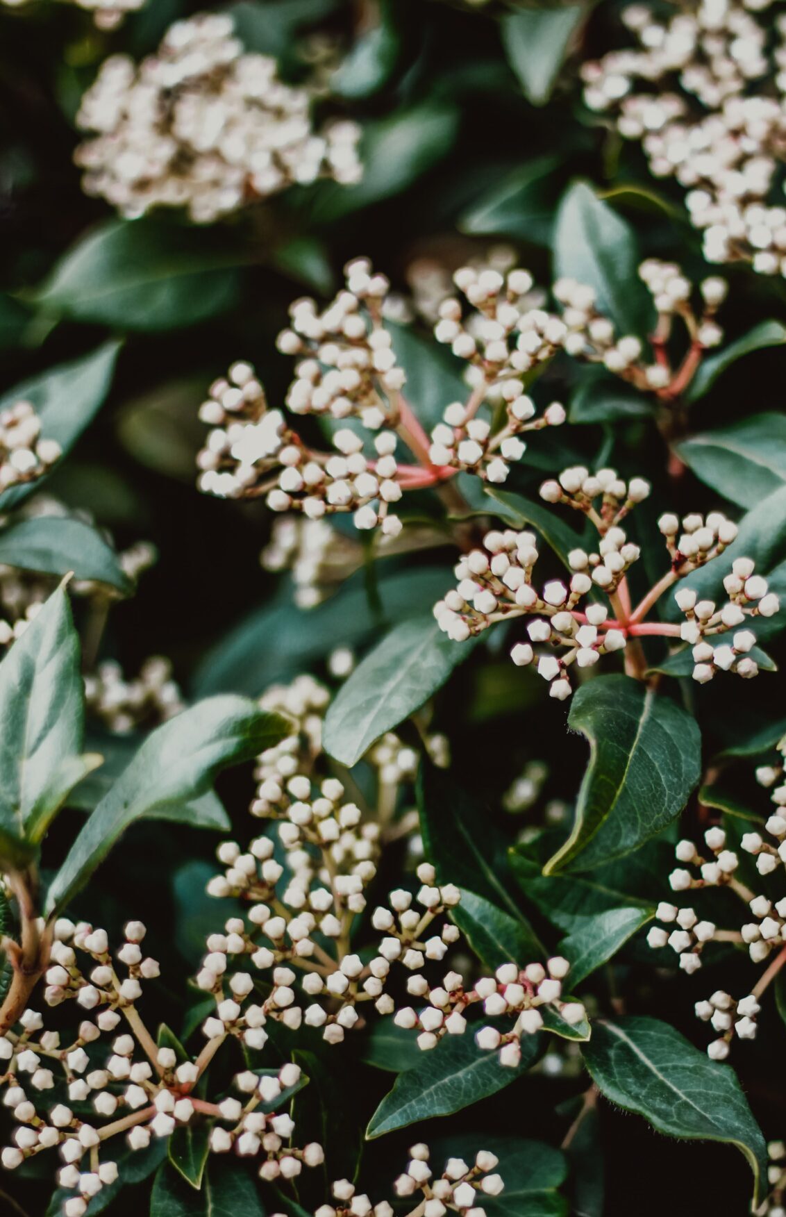 Viburnum Tinus bolvorm - Sneeuwbal