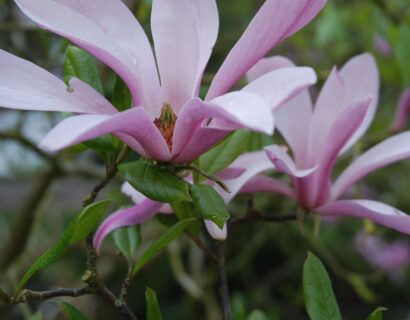 Magnolia stellata Rosea - Stermagnolia
