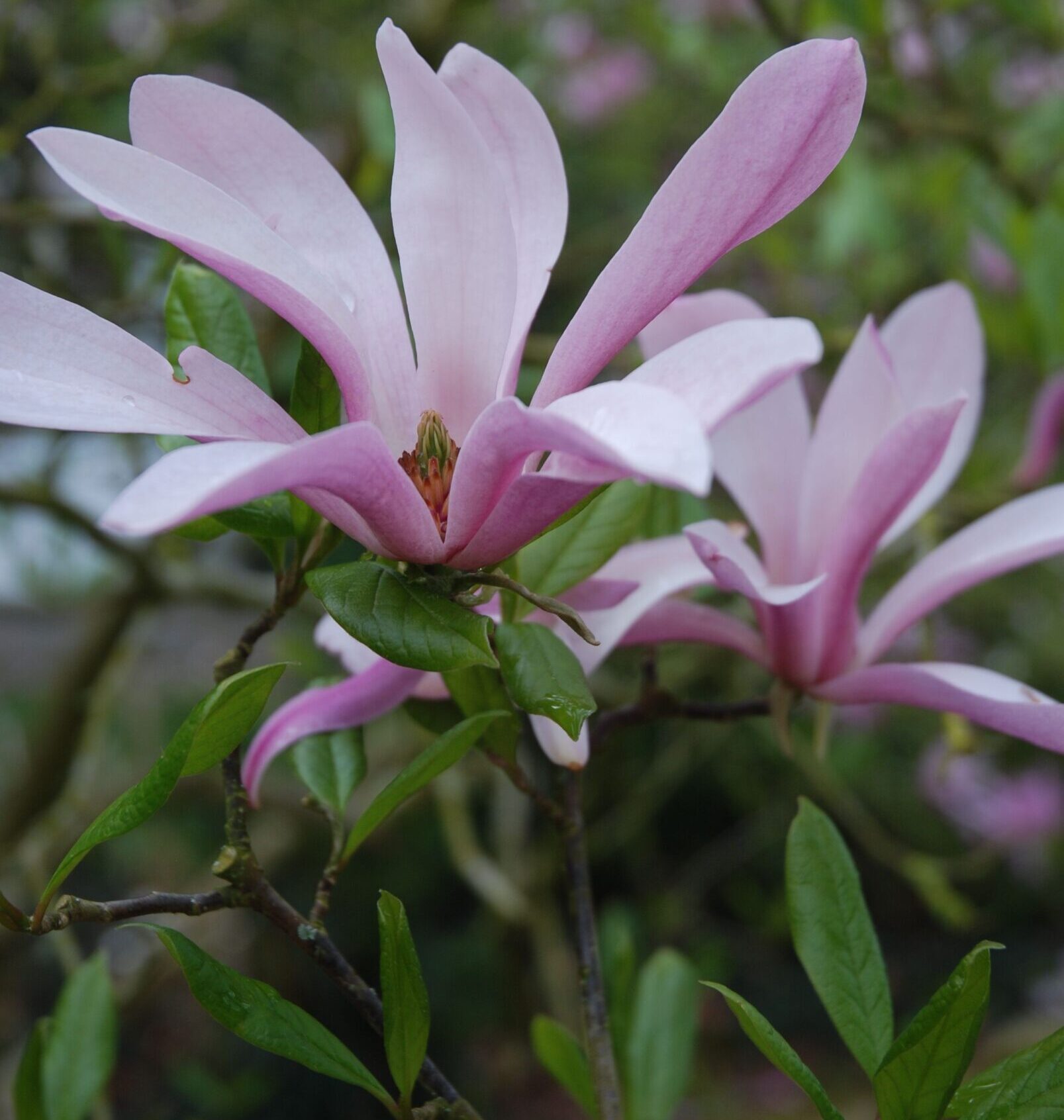Magnolia stellata Rosea - Stermagnolia