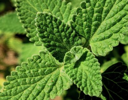 Marrubium Vulgare - malrove