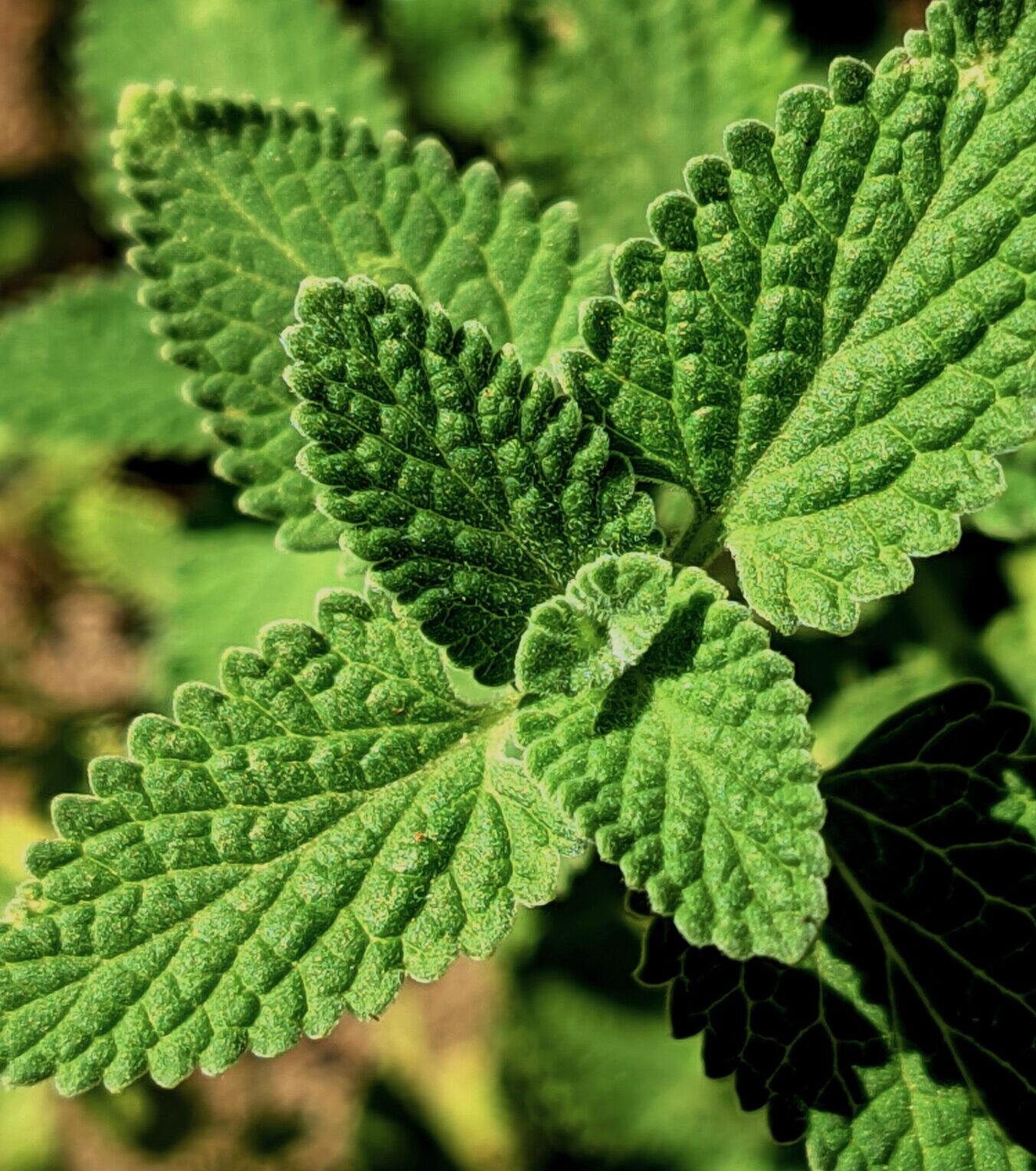 Marrubium Vulgare - malrove