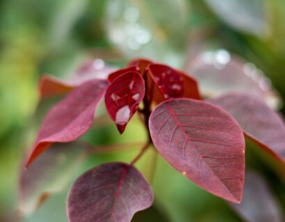 Cercis canadensis ‘Ace of Spades’ - judasboom