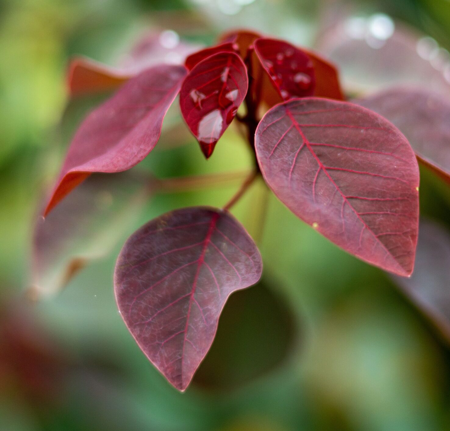 Cercis canadensis ‘Ace of Spades’ - judasboom