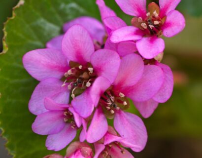 Bergenia ‘Abendglut’ - Schoenlappersplant