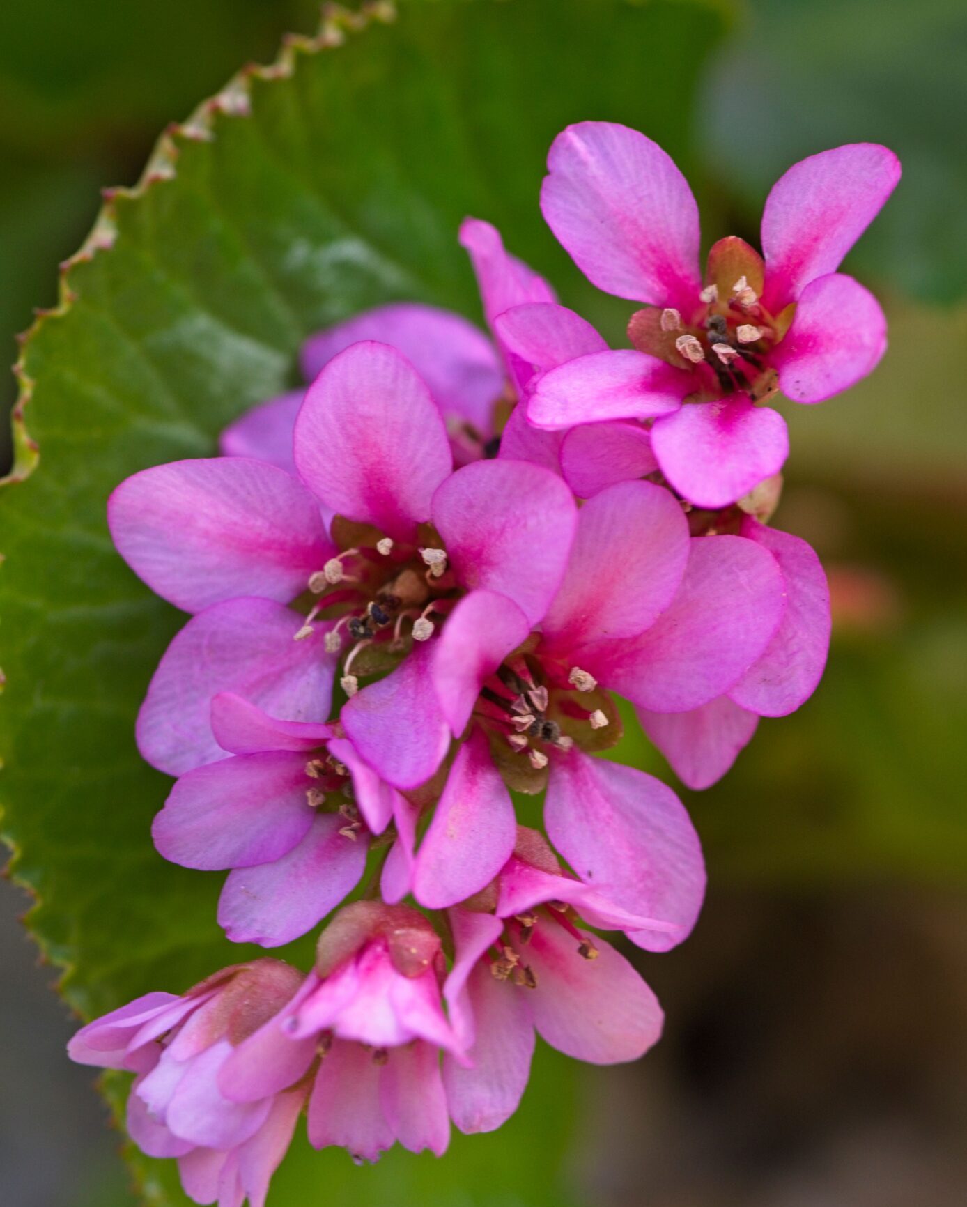 Bergenia ‘Abendglut’ - Schoenlappersplant