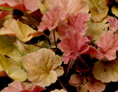 Heuchera ‘Marmalade’ - Pur