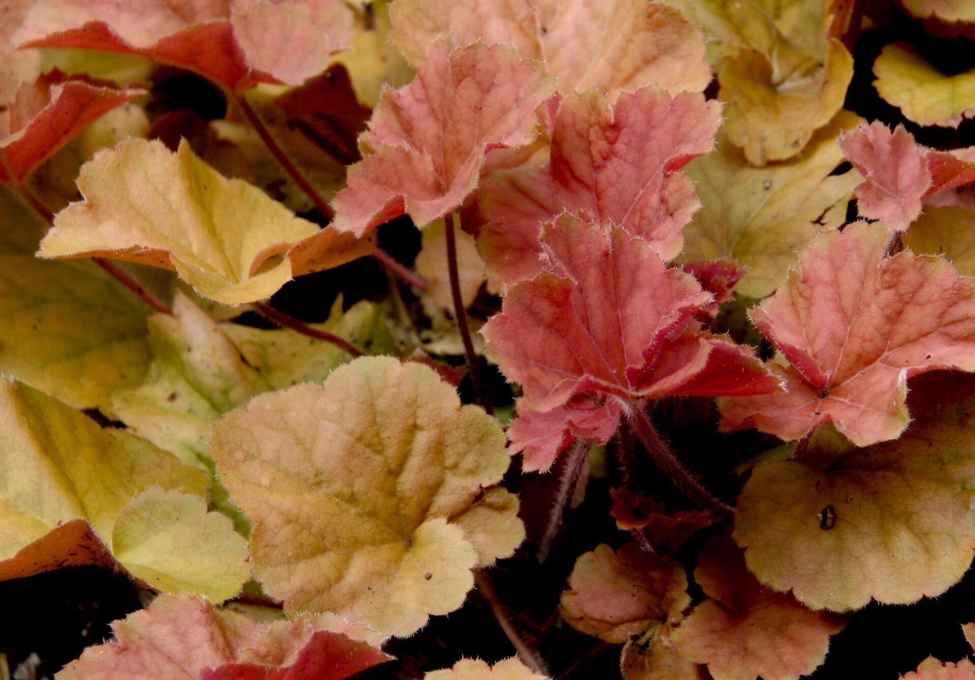 Heuchera ‘Marmalade’ - Pur