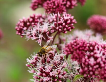 Angelica gigas - Rode Engelwortel