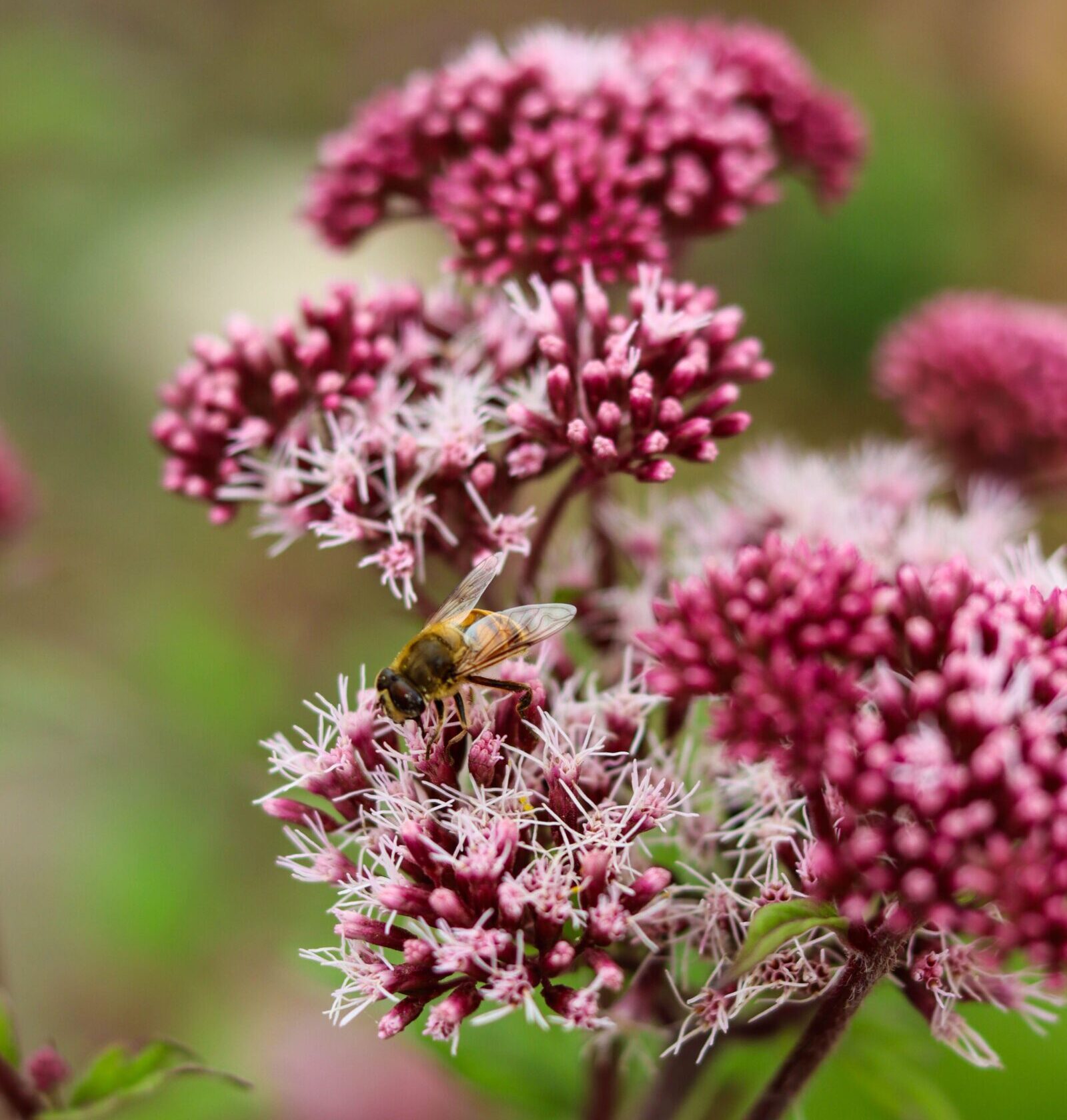 Angelica gigas - Rode Engelwortel