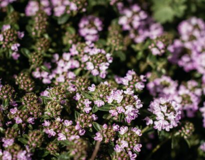 Thymus sepyllum ‘Goldstream’ - Tijm