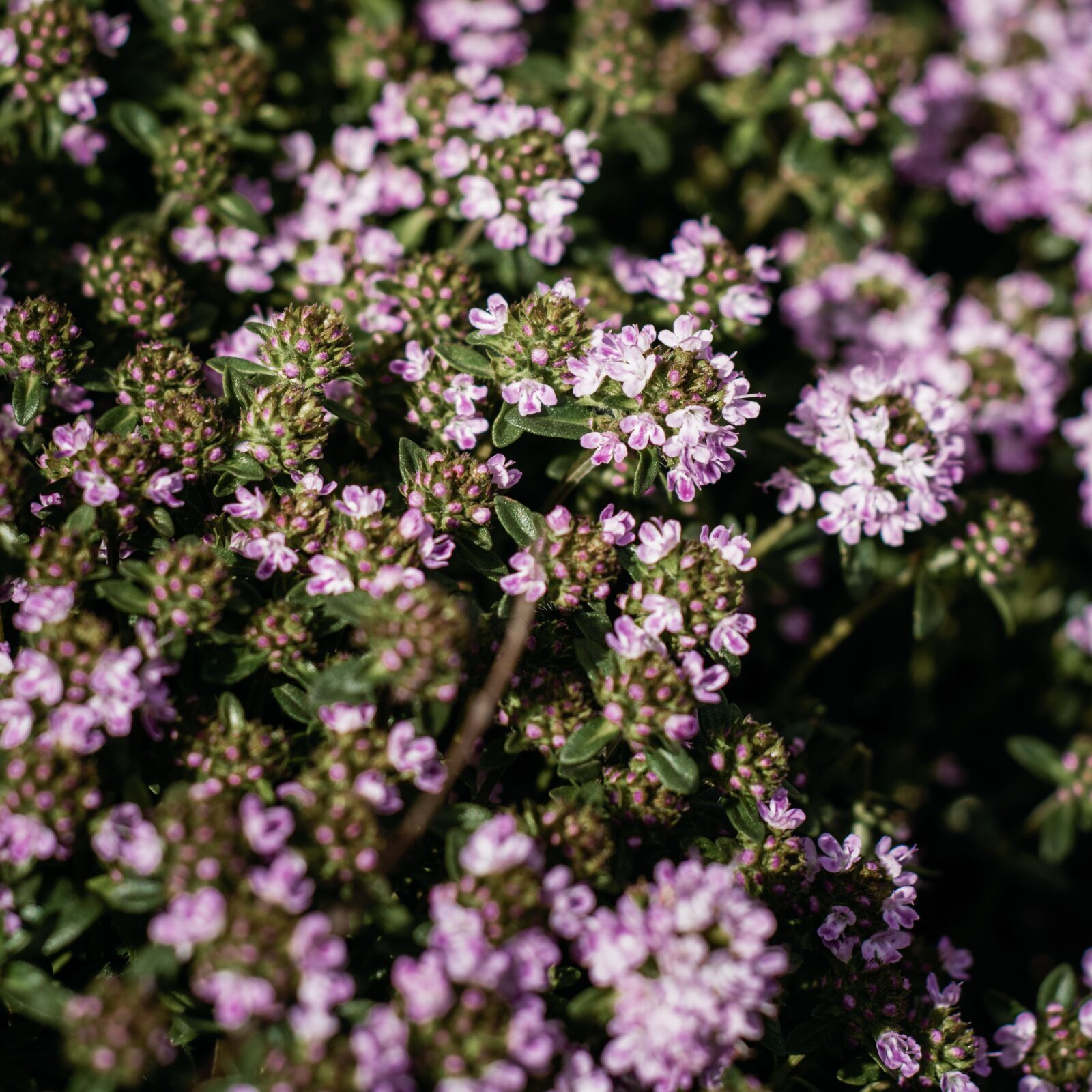 Thymus sepyllum ‘Goldstream’ - Tijm
