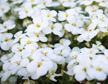 Arabis caucasica ‘Snowcap’ - Rijstebrei