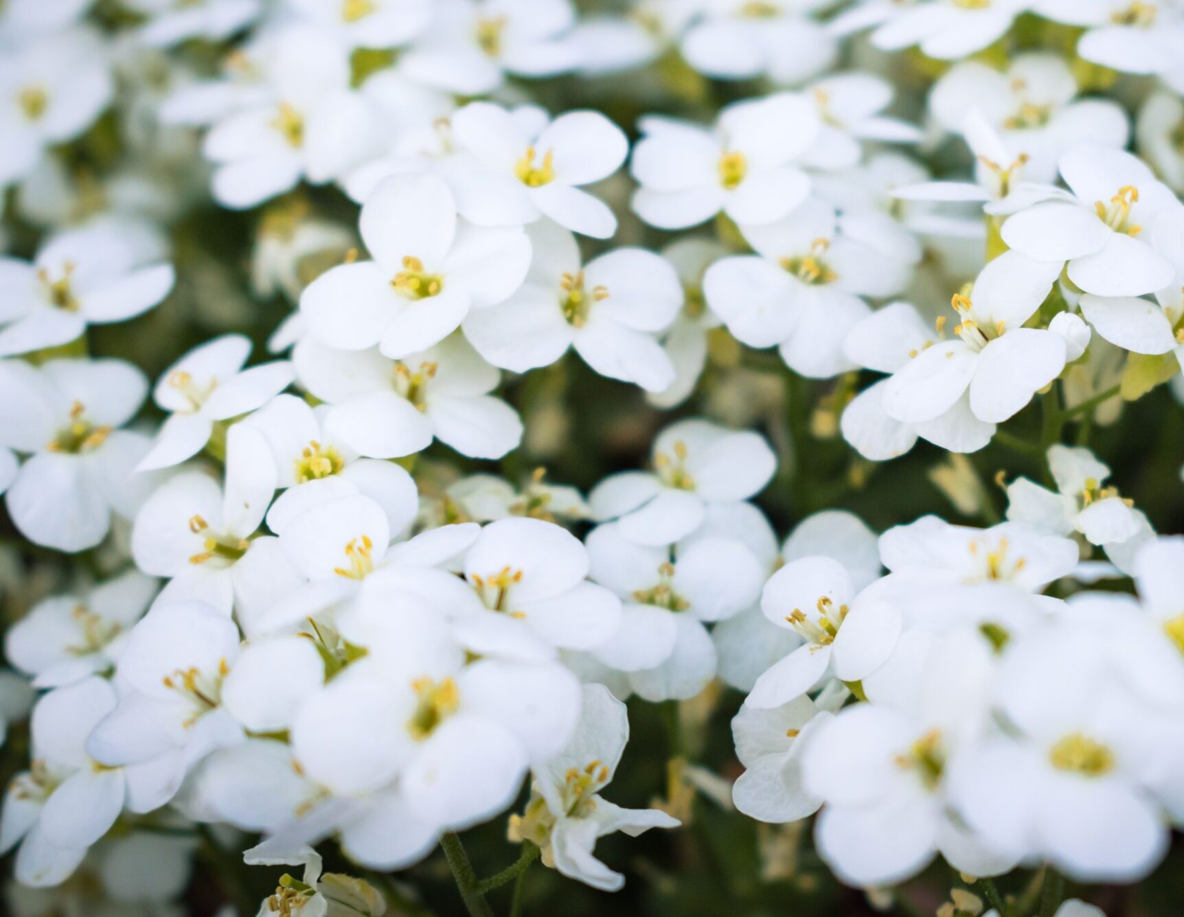 Arabis caucasica ‘Snowcap’ - Rijstebrei
