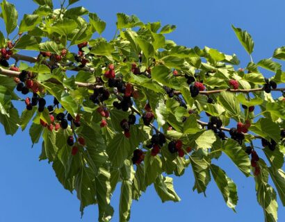 Morus Nigra Dakvorm - Zwarte Moerbei