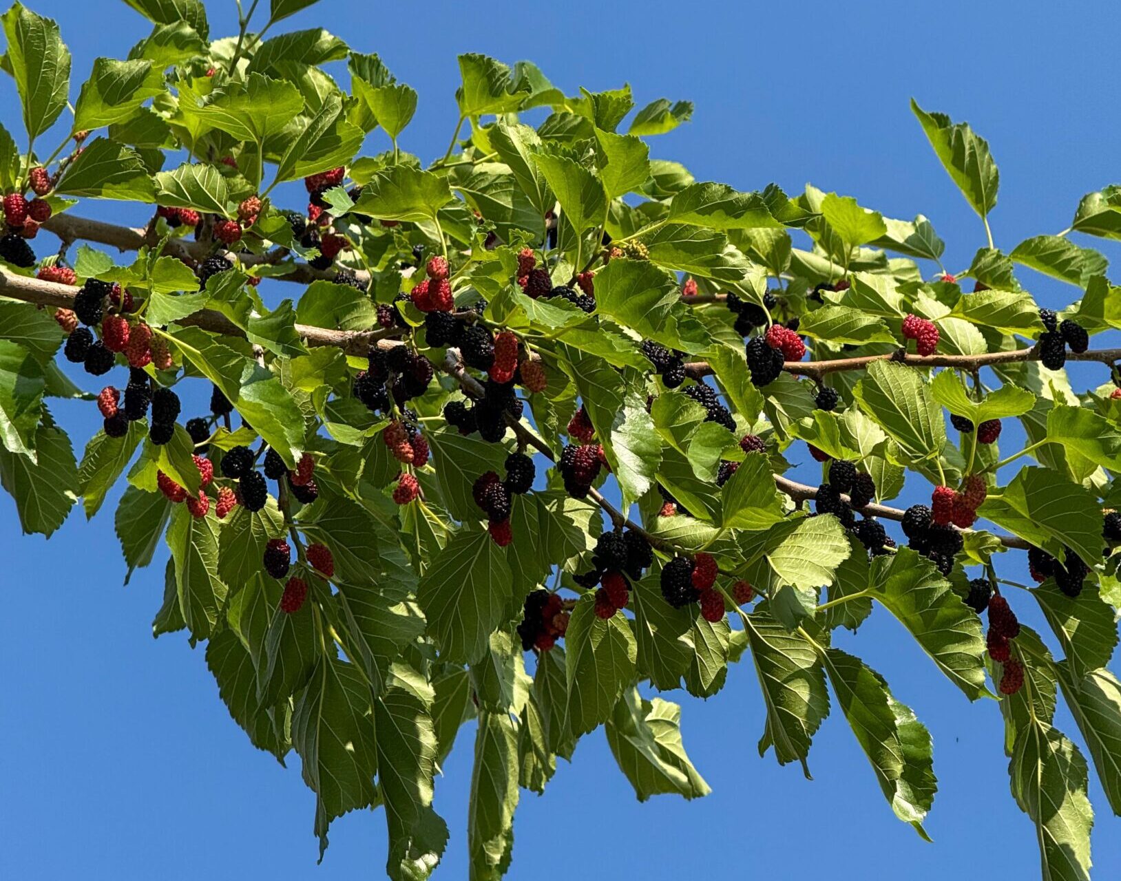 Morus Nigra Dakvorm - Zwarte Moerbei