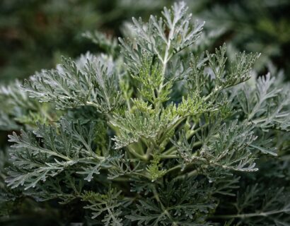Artemisia ‘Powis Castle’ - Bijvoet