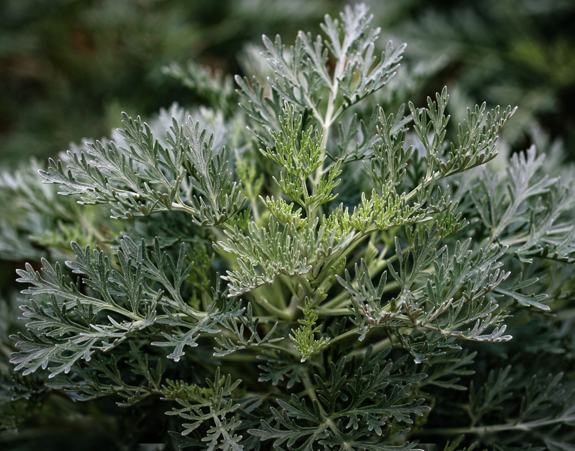 Artemisia ‘Powis Castle’ - Bijvoet