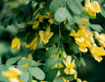 Corydalis Lutea (=pseudofumaria) - Gele Helmbloem
