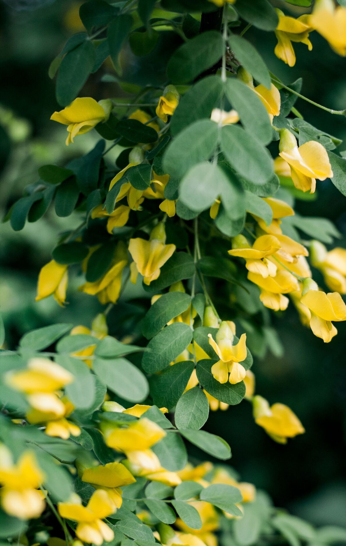 Corydalis Lutea (=pseudofumaria) - Gele Helmbloem