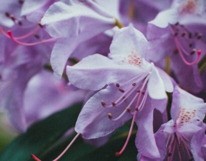 Rhododendron ‘Praecox’ - Rhododendron